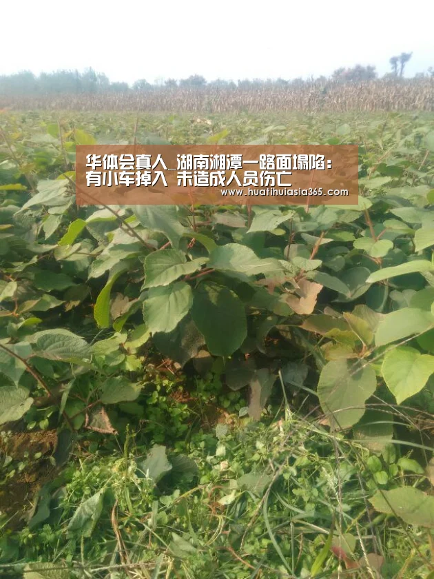 华体会真人